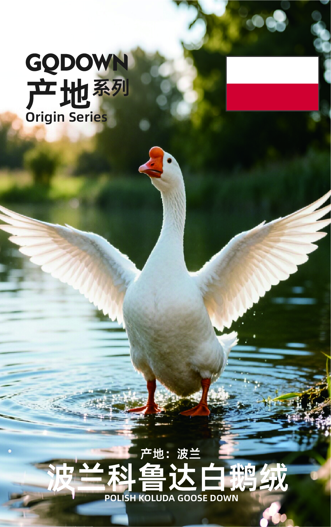 产地系列_波兰科鲁达白鹅绒