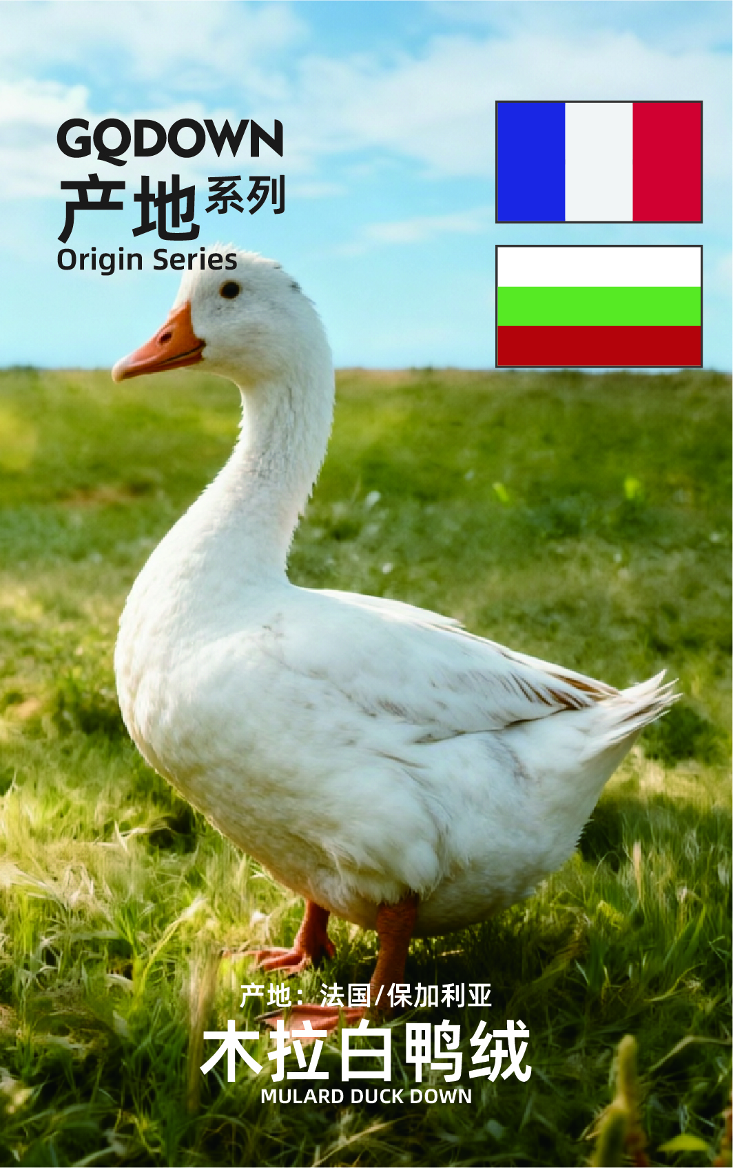 产地系列_木拉白鸭