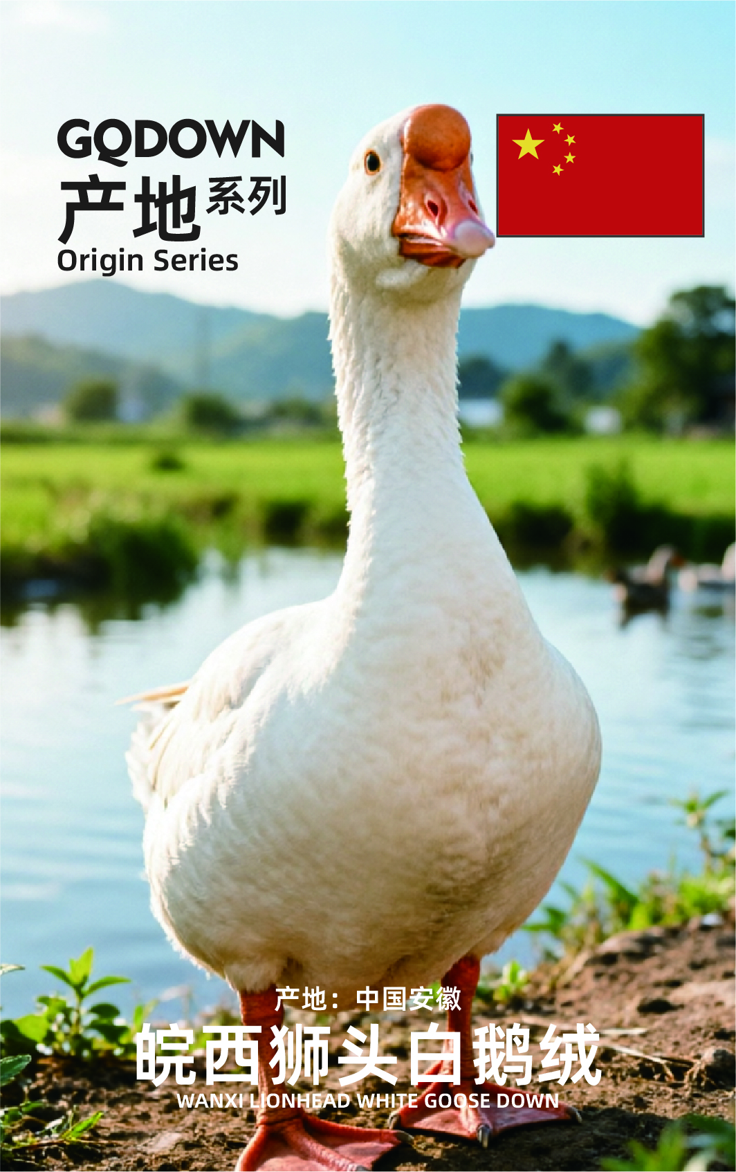 产地系列_皖西狮头白鹅绒
